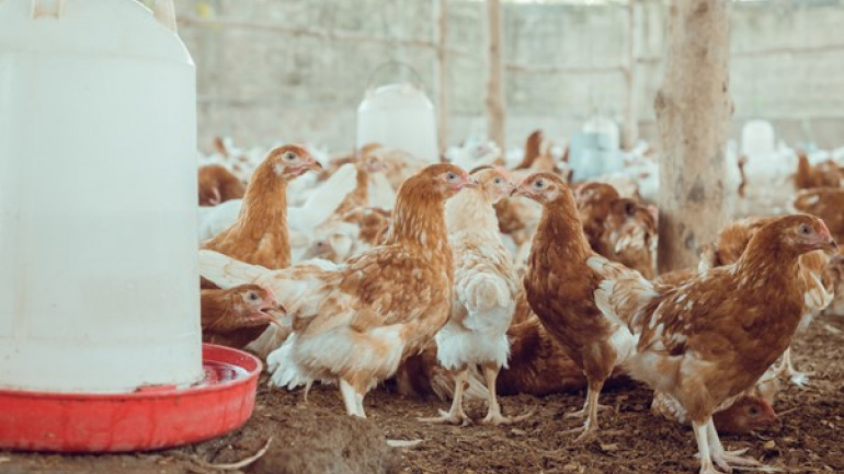 Le Togo nourrit de grandes ambitions en matière de production animale dans le cadre de ses objectifs de développement agricole et économique