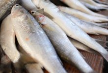 Le ministère de l’agriculture vient d’élaborer un plan d’action pour développer la filière poisson à l’horizon 2028.