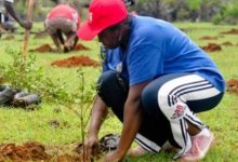 Le Togo s’apprête à observer le 1er juin prochain la Journée de l’arbre. L’initiative prise depuis 1977 par le gouvernement vise à inciter chaque citoyen à contribuer à la protection de l’environnement en mettant en terre au moins un plant ce jour