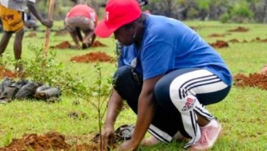 Le Togo s’apprête à observer le 1er juin prochain la Journée de l’arbre. L’initiative prise depuis 1977 par le gouvernement vise à inciter chaque citoyen à contribuer à la protection de l’environnement en mettant en terre au moins un plant ce jour