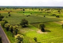 Au Togo, le secteur agricole change complètement de visage. Il s'est beaucoup bonifié au cours de ces dernières années.