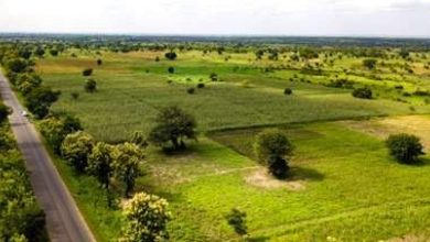 Au Togo, le secteur agricole change complètement de visage. Il s'est beaucoup bonifié au cours de ces dernières années.