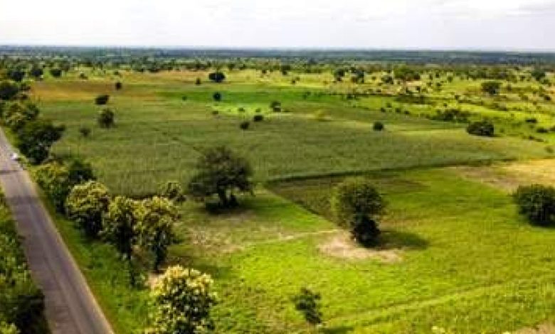 Au Togo, le secteur agricole change complètement de visage. Il s'est beaucoup bonifié au cours de ces dernières années.