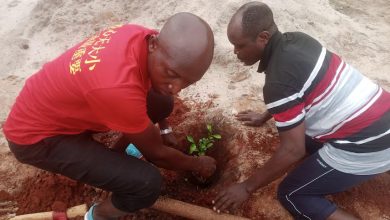 La journée nationale de l’arbre a été observée samedi dernier, marquant ainsi le début de la campagne nationale de reboisement. Les fils et filles de Gati Agodou dans la préfecture de Zio (50 km au Nord-Est de Lomé) ne sont pas restés en marge de l’évènement