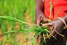 Au Togo, la création des agropoles illustre très bien la volonté ardente des dirigeants à stimuler le développement agricole et rural. L'agropole de la région de la Kara contribue à la transformation structurelle de l'économie du pays.