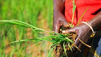 Au Togo, la création des agropoles illustre très bien la volonté ardente des dirigeants à stimuler le développement agricole et rural. L'agropole de la région de la Kara contribue à la transformation structurelle de l'économie du pays.