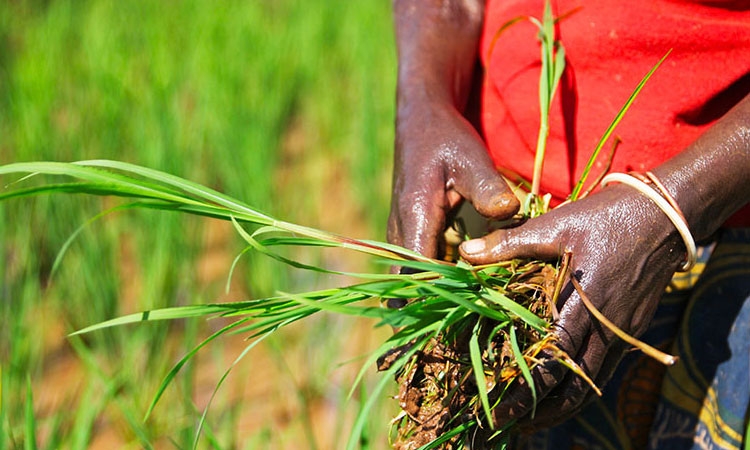 Au Togo, la création des agropoles illustre très bien la volonté ardente des dirigeants à stimuler le développement agricole et rural. L'agropole de la région de la Kara contribue à la transformation structurelle de l'économie du pays.