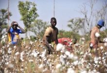 La Fédération Nationale des Groupements Producteurs de Coton (FNGPC) condamne la gestion du coton par le Groupe Olam au Togo