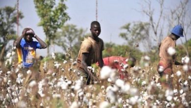 La Fédération Nationale des Groupements Producteurs de Coton (FNGPC) condamne la gestion du coton par le Groupe Olam au Togo