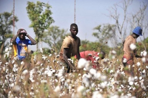 La Fédération Nationale des Groupements Producteurs de Coton (FNGPC) condamne la gestion du coton par le Groupe Olam au Togo